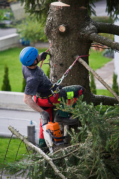 How Our Tree Care Process Works  in  Abilene, TX